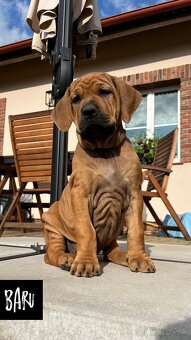Tosa Inu - štěňátka s PP - 7
