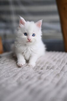 Mainská mývalia - maine coon - 2 mačiatka s modrými očkami - 7