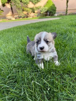 Welsh Corgi - 7