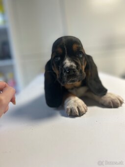 Basset hound šteniatka - rezervacie - 7