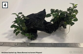 Akváriové rastliny na dekoráciach - 7