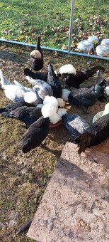 Zdrobnelá Holandanka čierna bielochocholatá - 7