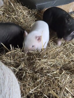 Vietnamské prasiatka - 7