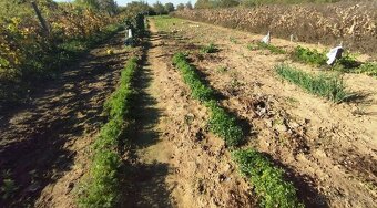 Predám rekreačný dom Levice, extravilán - 7