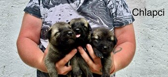KANGAL - štěňata s PP k odběru od 20.8.25 - 7