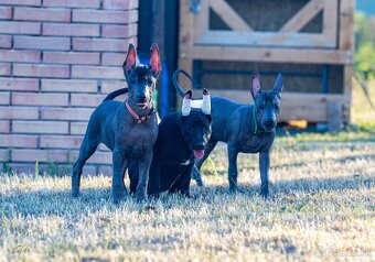 Mexický naháč - 7