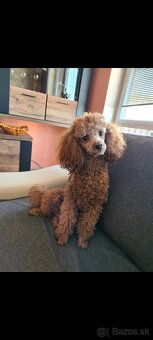 Pudel šťeniatka - 7