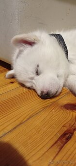 šteniatka Sibírsky Husky - 7