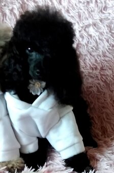 Pudlik  mini toy - 7