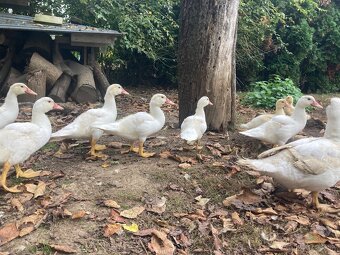 Predam pizmove kacatka - 7