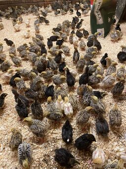 Japonské prepelice - 7