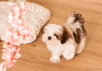 najmilšie Shih-Tzu šteniatka - 7