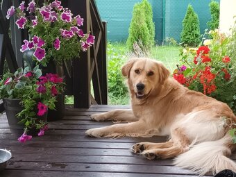 Labrador šteniatka - 7