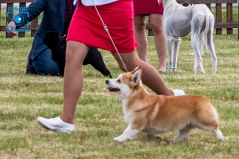 Welsh Corgi Pembroke, psík v trikolórnom sfarbení - 7