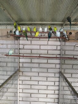 Blackwing andulky - 7