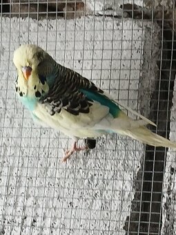 Výstavné Andulky - 7