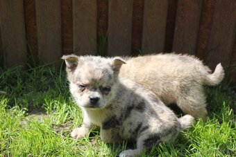 pomeranian x civava - 7
