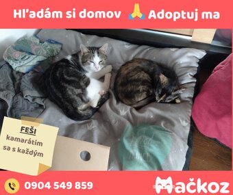 FEŠI - DARUJEM KOCURIKA / KOCÚRIK HLADÁ DOMOV - 7