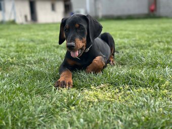 Doberman šteňa s FCI pôvodom - 7