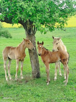 Azteca horse - 7