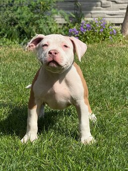 American bully - 7