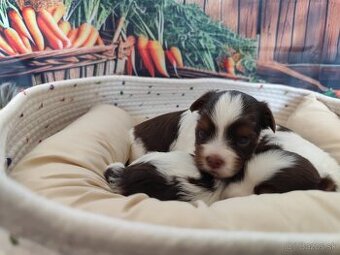 Biewer,Choco Yorkshire terrier - 7