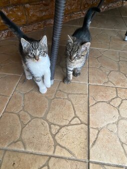 Darujem mačiatka - 7