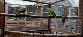 Amazonan modrocely - 7