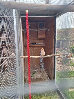 Predám vtáctvo rušíme chov - 7