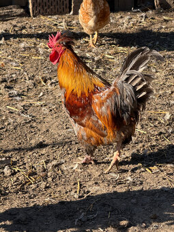 Ročné kohúty na predaj - 7