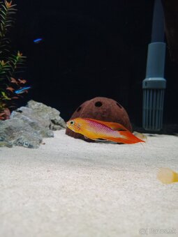 Apistogramma agasizi fire red - 7