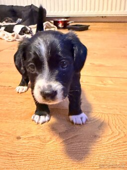 DARUJEM ŠTENIATKA - 7