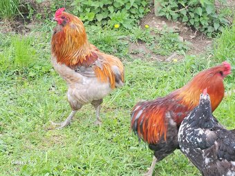 Predám nasadové vajíčka araucana - 7