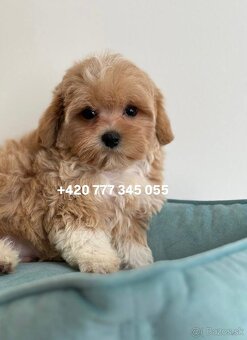 Maltipoo Caramel, pejsek – 1200€ - 7