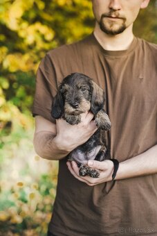 Jazvečik štandard hrubosrstý - 7