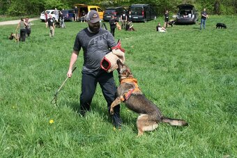 šteniatka kríženec nemecko-belgický ovčiak (cross) - 7