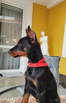 DOBERMAN ŠTENIATKA  S FCI P.P. - 7