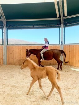Palomino klisna American Quarter Horse, LTE rodiče i sestra - 7