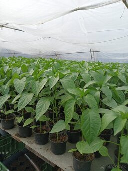 Planty na predaj - 7