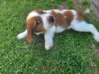 Welsh springerspaniel - 7