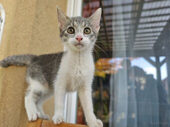 Zamiluj sa na prvý pohľad – kocúrik na predaj - 7