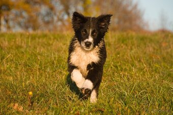 Border kólia s PP - 7