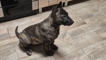 Holandsky ovciak - 7