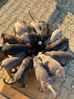 American bully xl/xxl s PP - 7