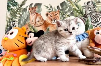 Skotska klapoucha macka, scottish straight s PP - 7