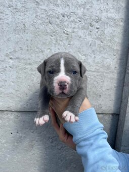 American Bully - 7