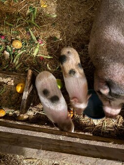 Predám čínske prasiatka - 7