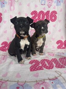 Americký stafordsirsky terier, Stafford, amstaf - 7