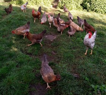 NV zelené green shell - 7