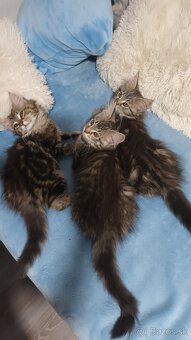 Maine Coon mačiatka - 7